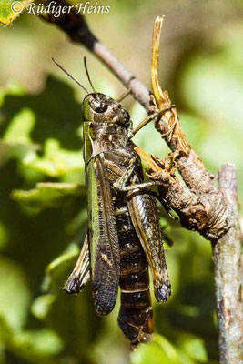 Omocestus rufipes (Buntbäuchiger Grashüpfer) Weibchen, 21.6.1991 (Scan vom Dia)