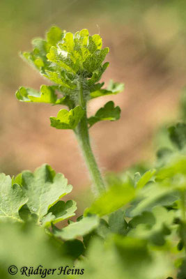 Chelidonium majus (Schöllkraut), 26.4.2022