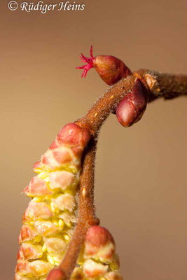 Corylus avellana, Gemeine Haselnuss