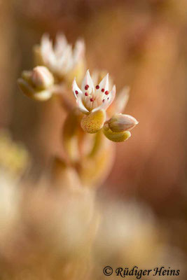 Sedum album (Weiße Fetthenne), 19.6.2022