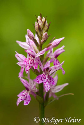 Dactylorhiza fuchsii (Fuchs' Fingerwurz), 16.6.2012