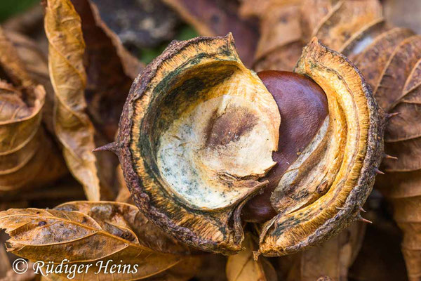 Aesculus hippocastanum (Gewöhnliche Rosskastanie), 23.9.2025