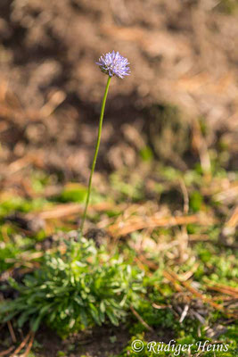 Jasione montana (Berg-Sandglöckchen), 3.11.2020