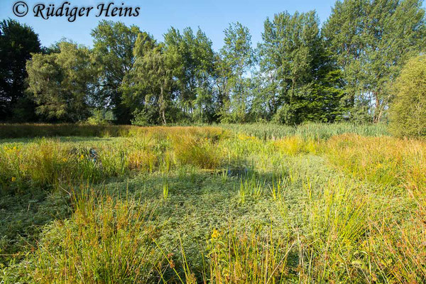 Lestes dryas (Glänzende Binsenjungfer) Habitat, 28.6.2024