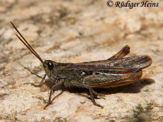 Chorthippus brunneus (Brauner Grashüpfer) Männchen, 5.9.2010