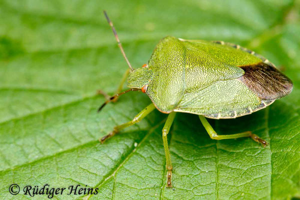 Palomena prasina (Grüne Stinkwanze), 15.9.2013