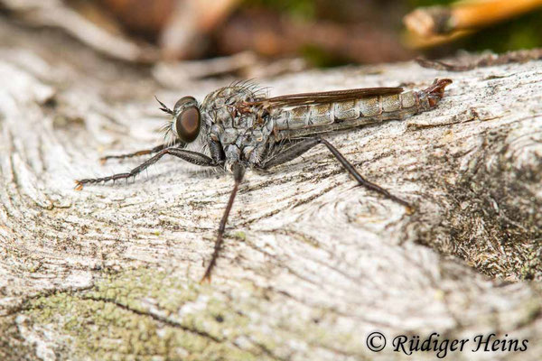 Tolmerus pyragra (Kleine Raubfliege) Männchen