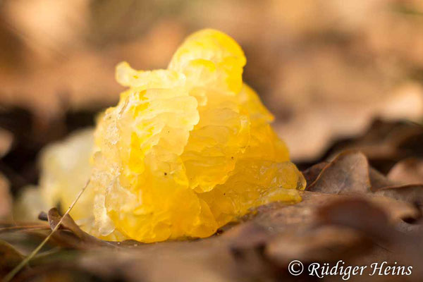 Tremella mesenterica (Goldgelber Zitterling), 11.12.2021