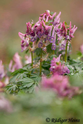Corydalis solida (Gefingerter Lerchensporn), 8.4.2021