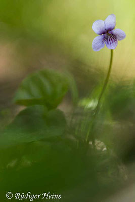 Viola palustris (Sumpf-Veilchen), 9.5.2020