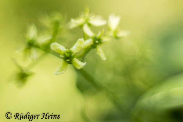 Euonymus europaeus (Europäisches Pfaffenhütchen)