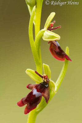 Ophrys insectifera (Fliegen-Ragwurz), 3.5.2015