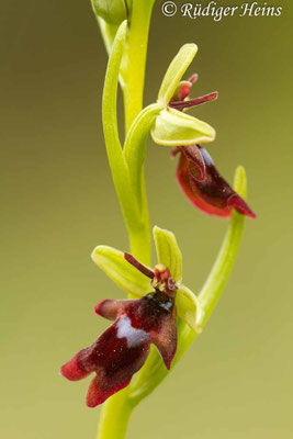 Ophrys insectifera (Fliegen-Ragwurz)