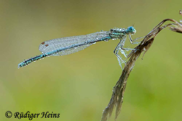 Platycnemis pennipes (Blaue Federlibelle) Männchen, 14.8.2023
