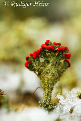 Cladonia sp., 10.2.2018