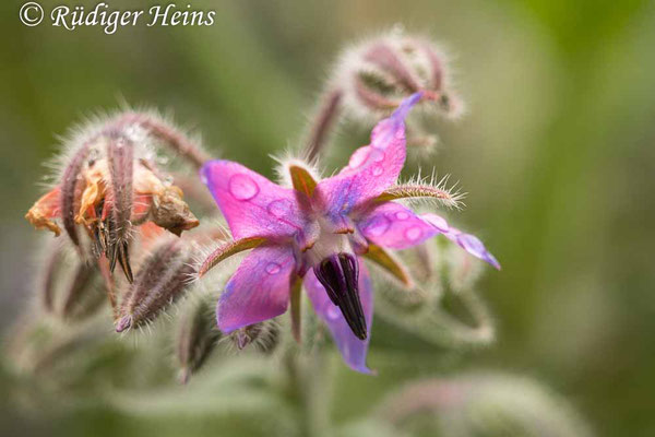 Borretsch (Borago officinalis), 23.11.2021 - E-Rokkor 50mm f/4,5