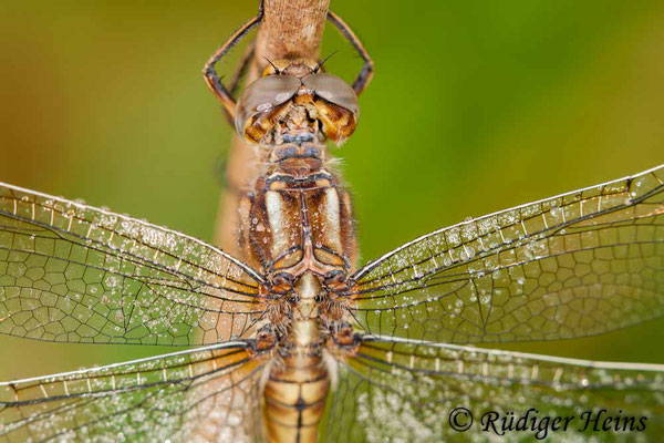 Orthetrum coerulescens (Kleiner Blaupfeil) Weibchen, 29.6.2008