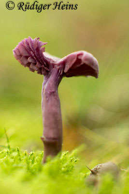 Laccaria amethystea (Violetter Lacktrichterling), 12.10.2017