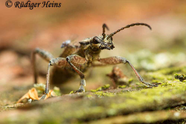 Rhagium inquisitor (Schrotbock), 31.5.2019