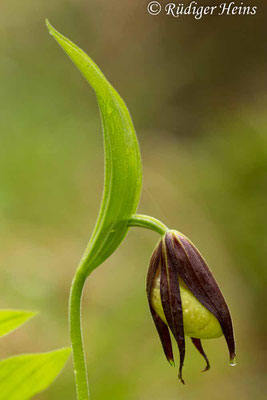 Cypripedium calceolus (Gelber Frauenschuh), 2.5.2014