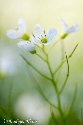 Cardamine amara (Bitteres Schaumkraut), 12.5.2019