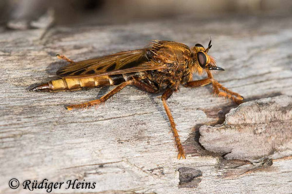 Asilus crabroniformis (Hornissen-Raubfliege) Weibchen
