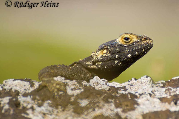 Stellagama stellio (Hardun)