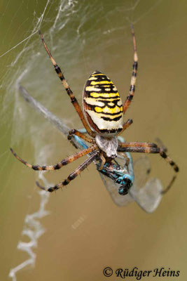 Argiope bruennichi (Zebraspinne, Wespenspinne), 14.8.2010