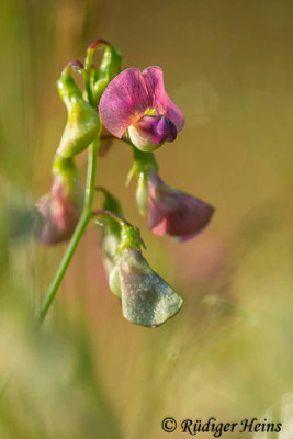 Lathyrus sylvestris (Wilde Platterbse)