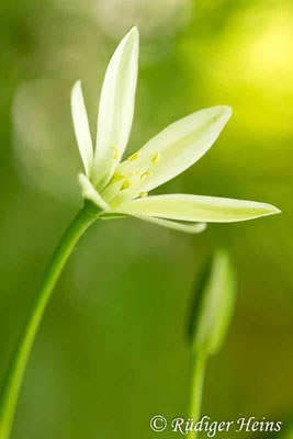 Ornithogalum umbellatum (Dolden-Milchstern), 25.5.2016