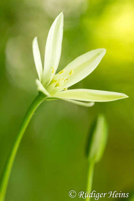 Ornithogalum umbellatum (Dolden-Milchstern)