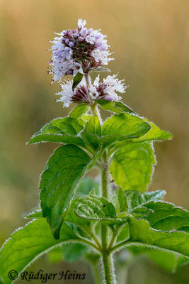 Mentha aquatica (Wasserminze), 18.9.2018