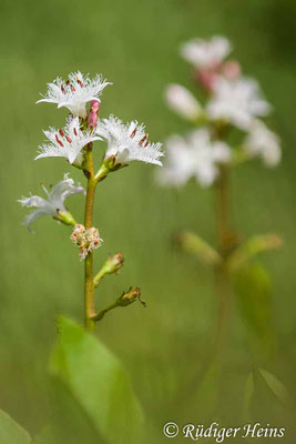 Menyanthes trifoliata (Fieberklee), 16.5.2021