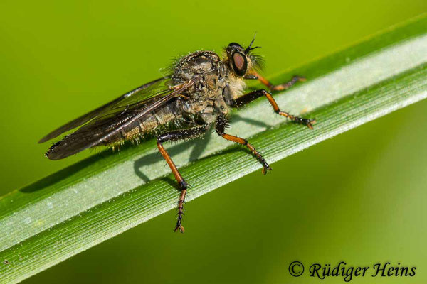 Pamponerus germanicus (Alabasterfliege) Weibchen, 24.5.2019