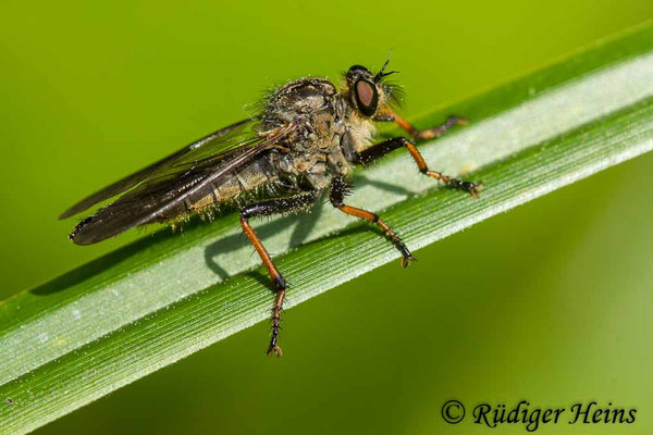 Pamponerus germanicus (Alabasterfliege) Weibchen