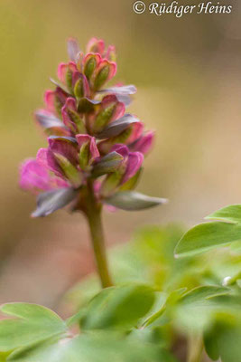 Corydalis cava (Hohler Lerchensporn), 23.3.2019