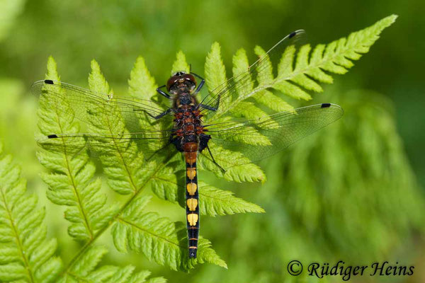Leucorrhinia pectoralis (Große Moosjungfer) Männchen, 25.5.2008