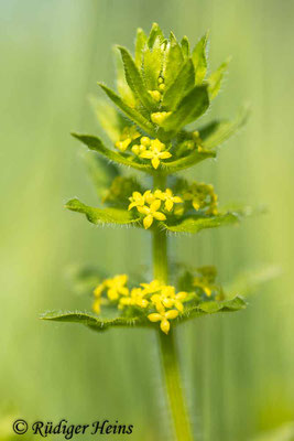 Cruciata laevipes (Gewimpertes Kreuzlabkraut), 30.4.2024