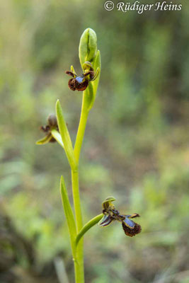 Ophrys speculum (Spiegel-Ragwurz)
