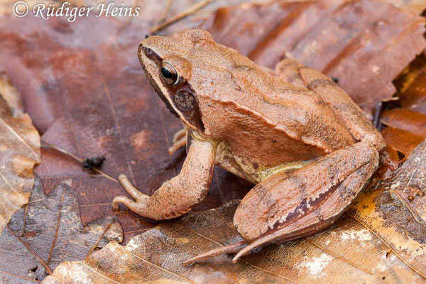 Rana dalmatina (Springfrosch) Männchen, 15.3.2009