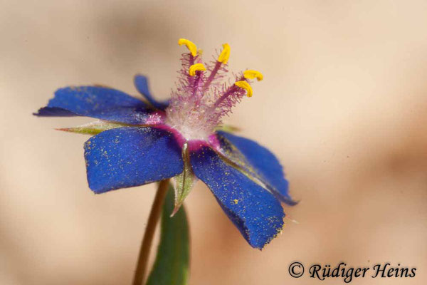 Anagallis foemina (Blauer Gauchheil), 27.6.2010