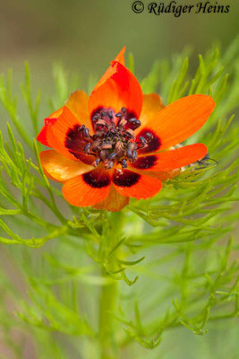 Adonis aestivalis (Sommer-Adonisröschen)
