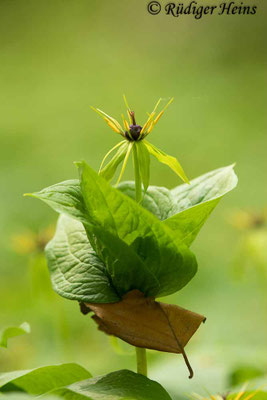 Paris quadrifolia (Vierblättrige Einbeere)