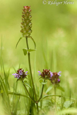 Prunella vulgaris (Gemeine Braunelle), 7.8.2015