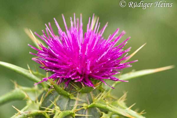 Silybum marianum (Mariendistel), 21.5.2013