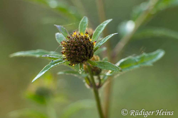 Bidens tripartita (Dreiteiliger Zweizahn), 4.9.2022