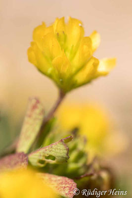 Trifolium dubium (Faden-Klee)
