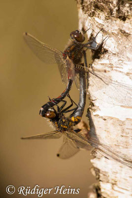 Leucorrhinia rubicunda (Nordische Moosjungfer) Paarung, 24.4.2009