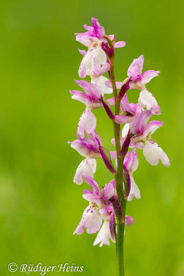 Orchis mascula (Männliches Knabenkraut), 4.6.2014