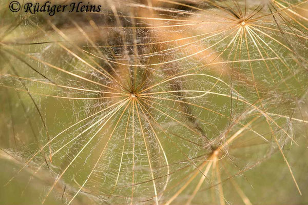 Tragopogon pratensis (Wiesen-Bocksbart)